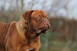 DOGUE DE BORDEAUX 169